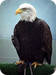 eagle