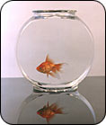 goldfish: pet for the puffy and lethargic