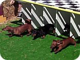 Go, wiener dogs, go!