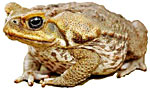 cane toad