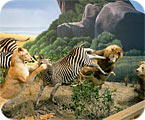 Lion-Zebra Smackdown
