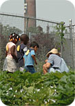 urban farm